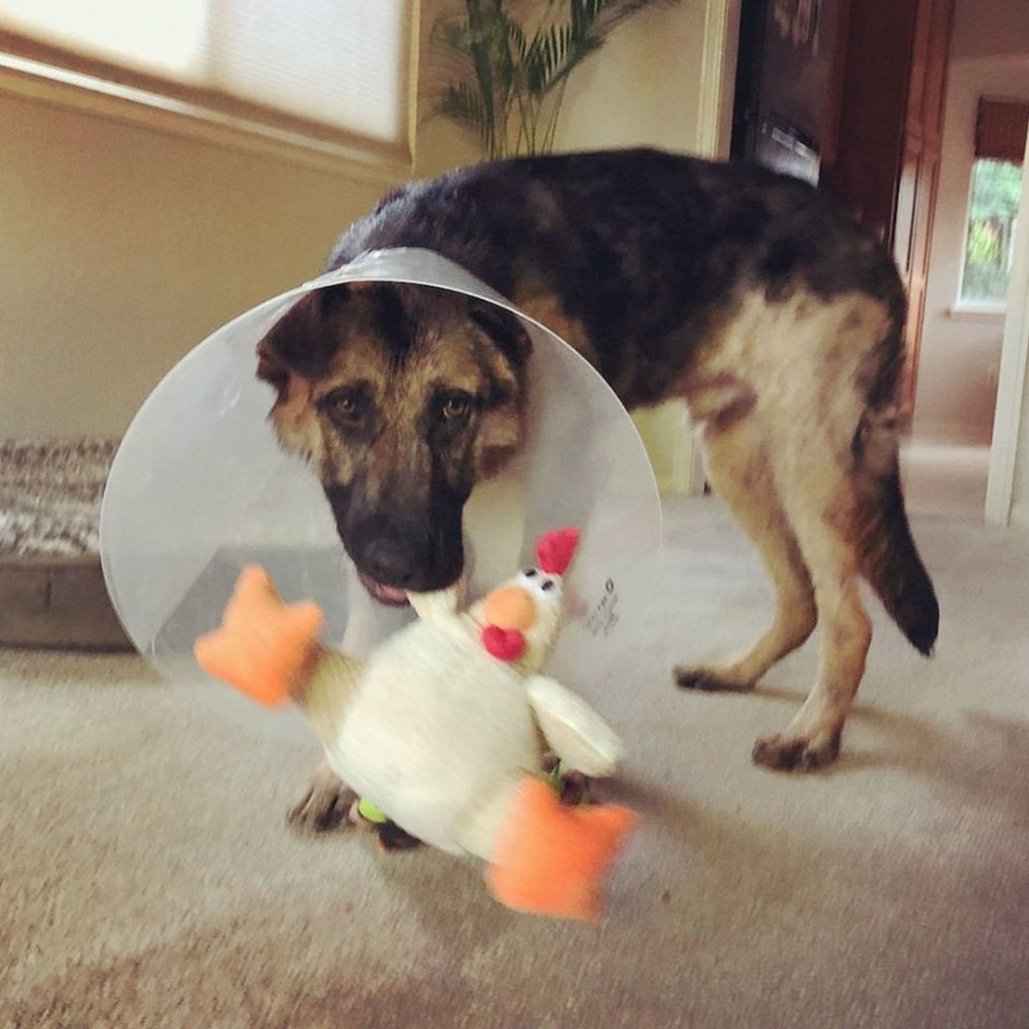 Adopt a Pet | Atticus
